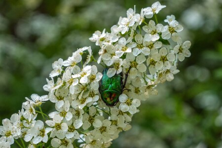 дурманящий аромат