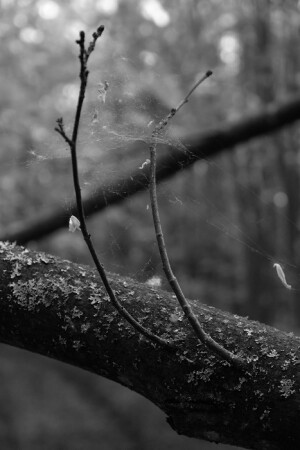 Memento mori 