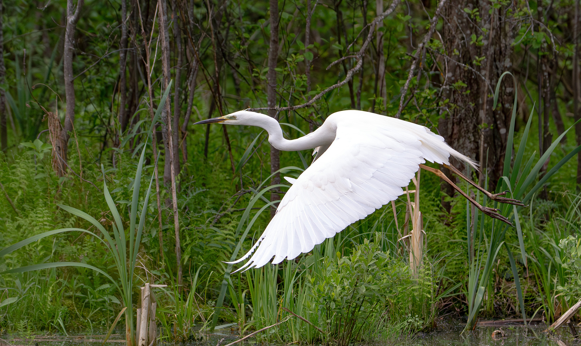 «Полет» раздел «ФотоОхота». «Большая белая цапля (Ardea alba). Национальный парк "Браславские озера". Беларусь.»