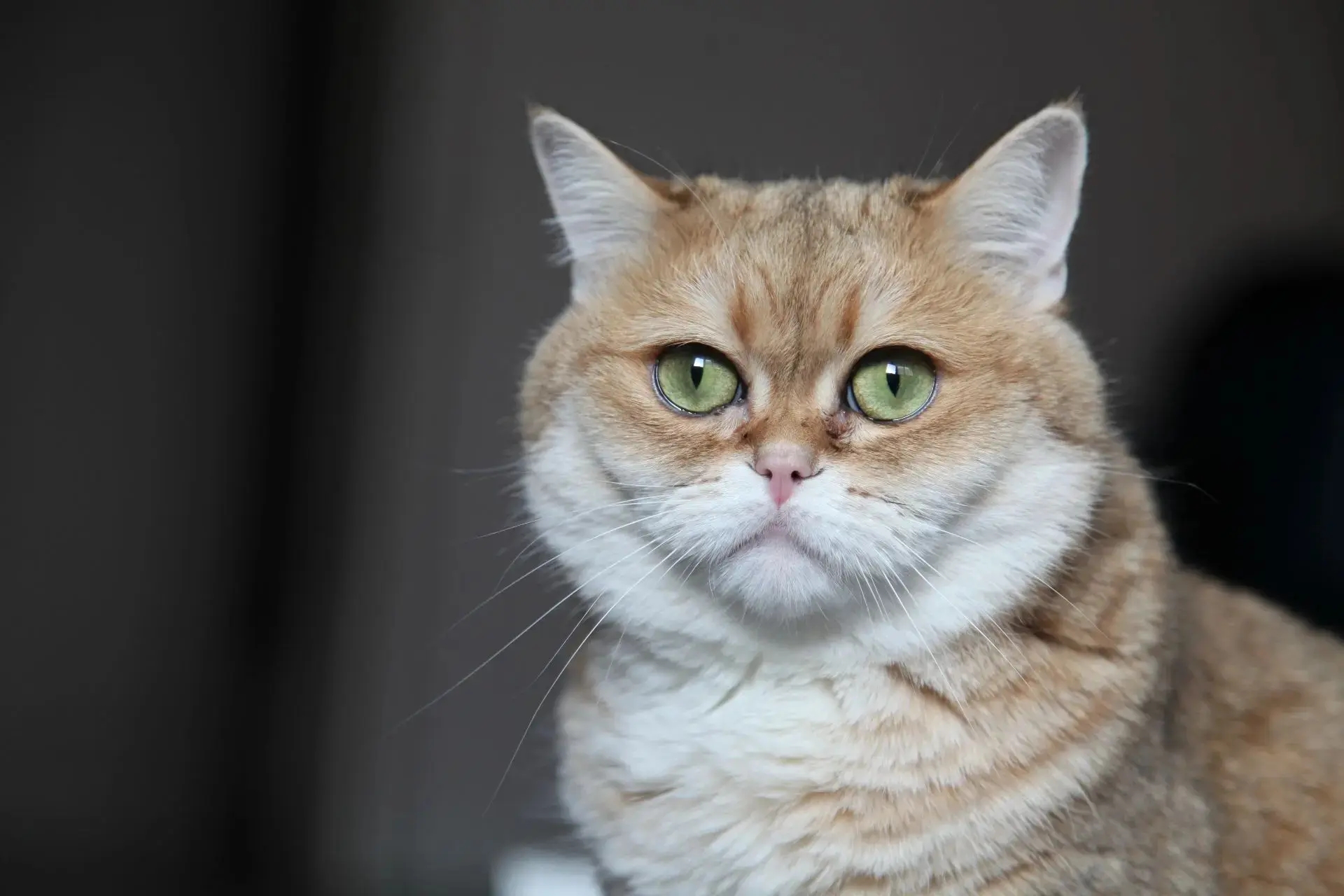 «Кошка» раздел «». «»
