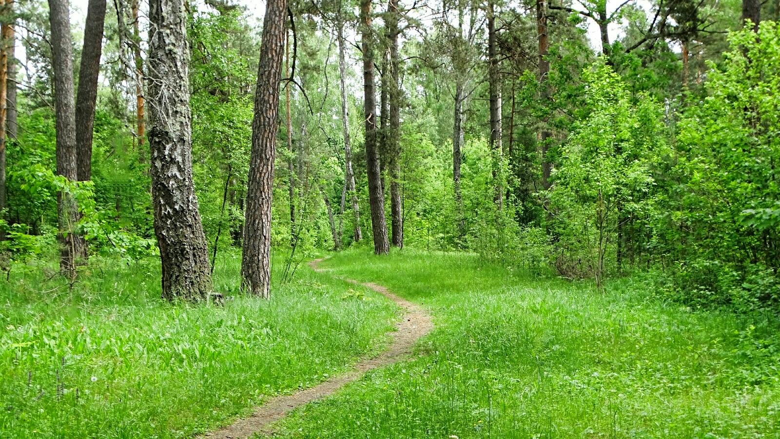 Природа Смоленщины. раздел Природный пейзаж. Природа в конце веснЫ. Смоленская область, Красный бор, 30.05.2026