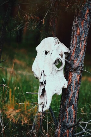 Лесной алтарь