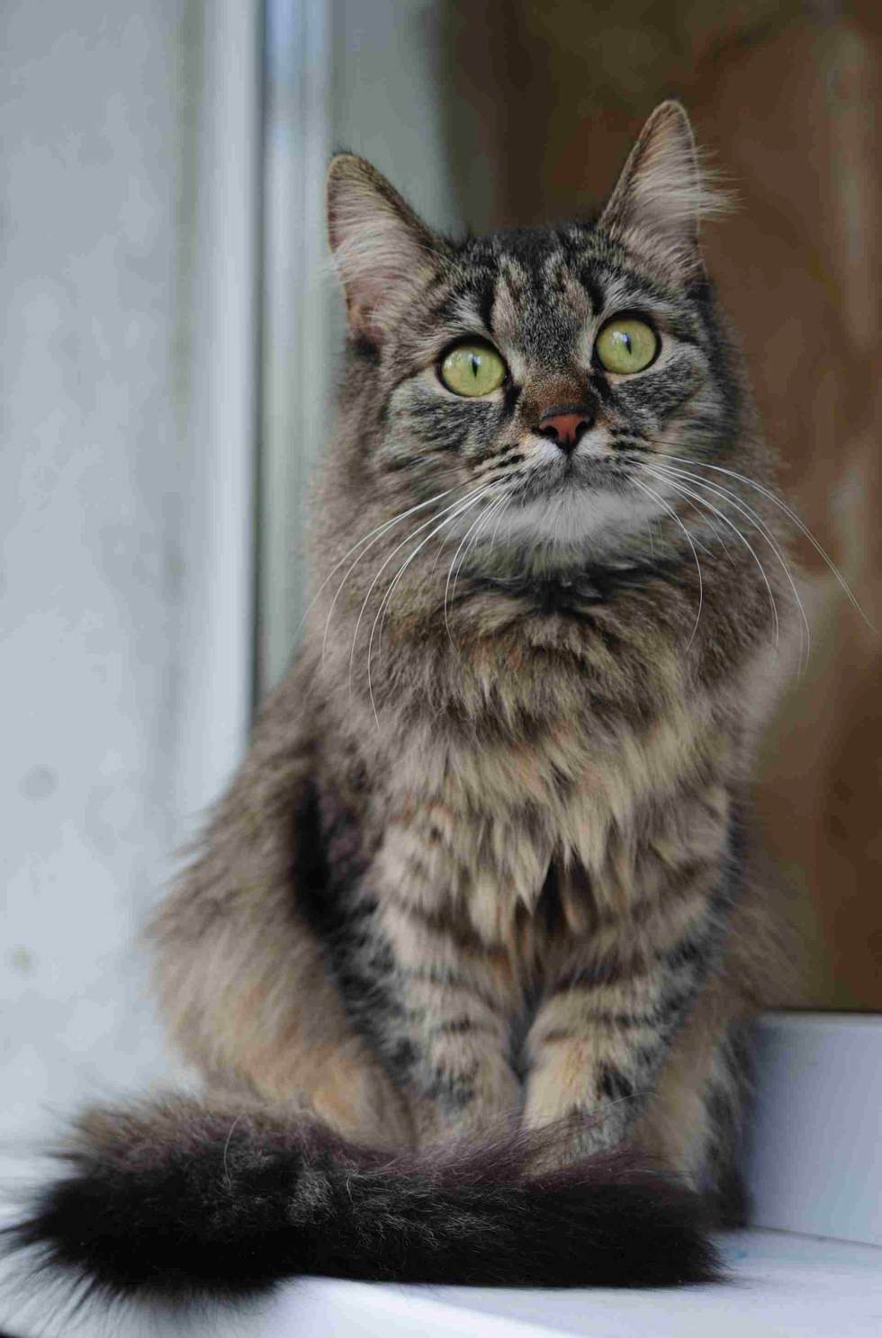 Кошачья милота.. раздел Домашние животные