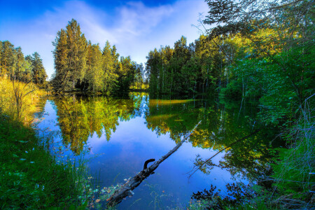 Лесное озеро