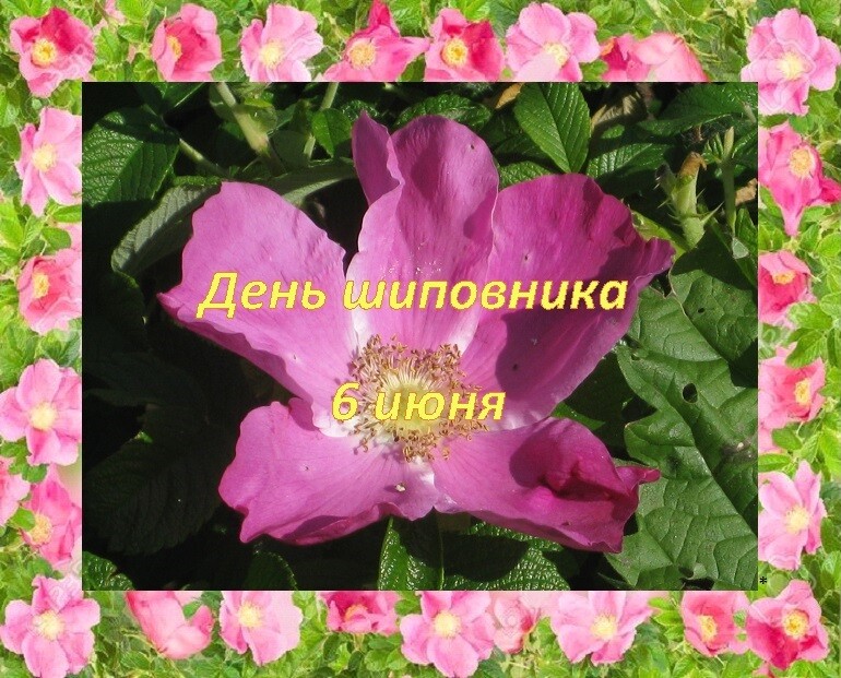 «6 июня. ДЕНЬ ШИПОВНИКА» раздел «Цветы. Флора. Грибы, Фото - Арт, Макро». «11 июня 2026 года. Москва, Северный округ, Головинский район»