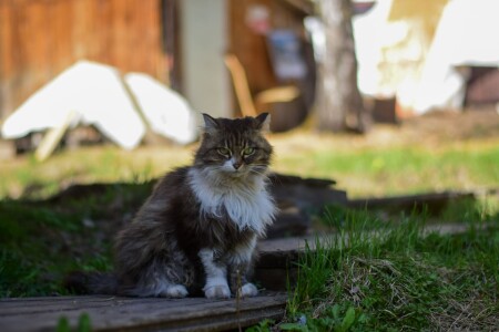 кот