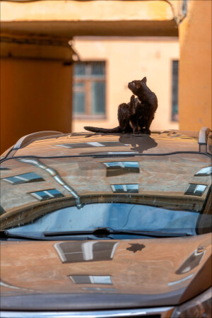 КОШКИН ДОМ