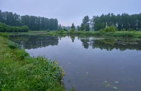 Утро в парке