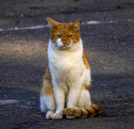 Летний кот