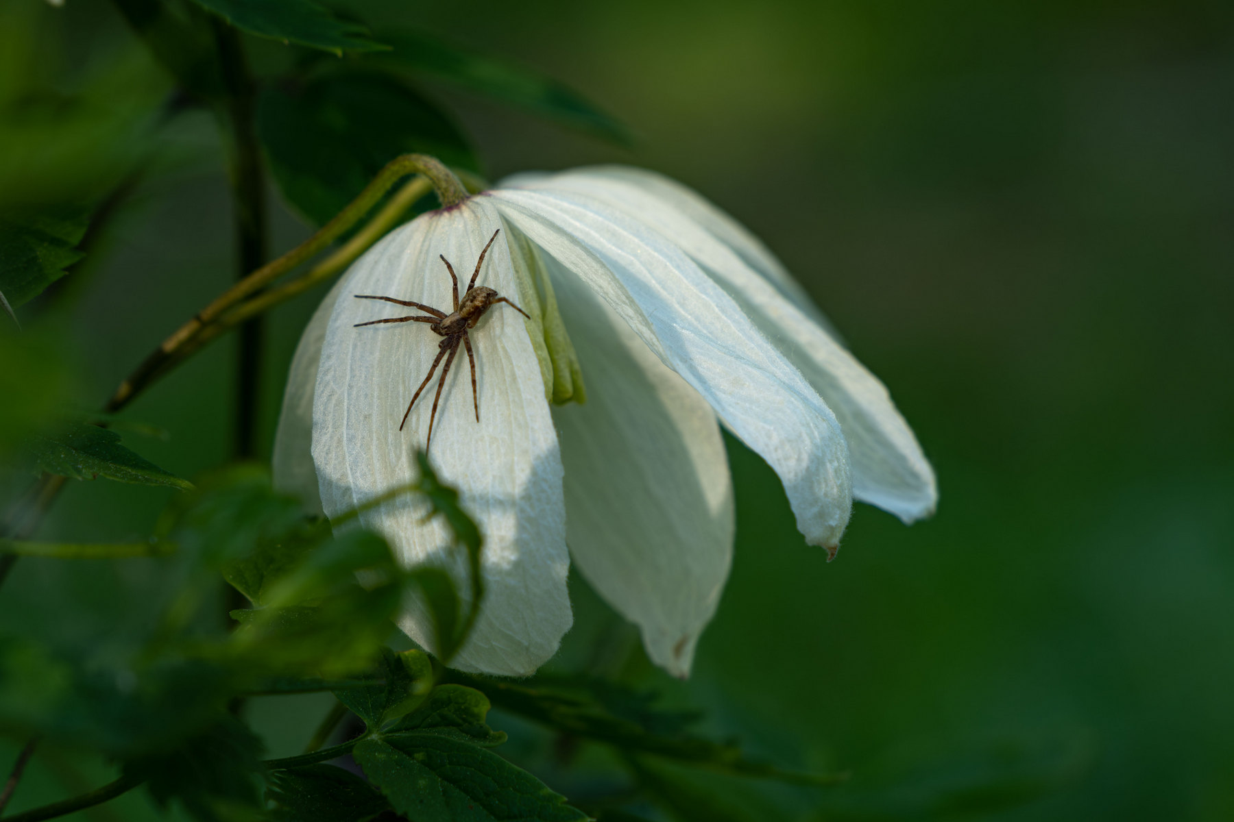 Княжик сибирский (Atragene sibirica) и его лесной гость (Wolf spider). раздел Цветы. Флора. Грибы. Красноярск