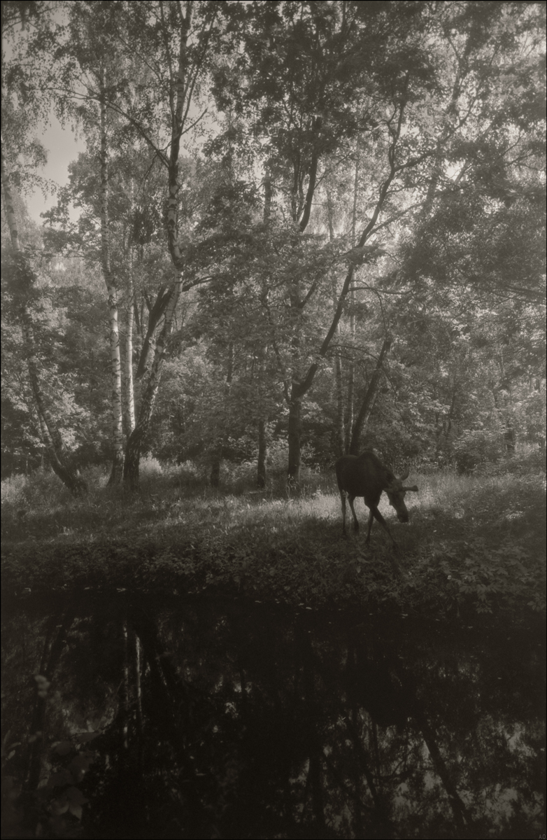 «Утро в Сокольниках...» раздел «Разное». «Fujica G690BL»