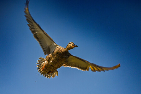  flying ducks...