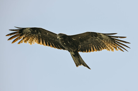 eagle