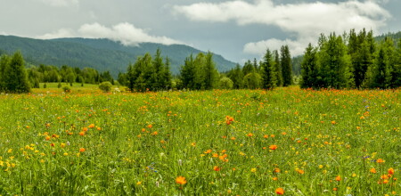 Алтайские огоньки (купальница азиатская)
