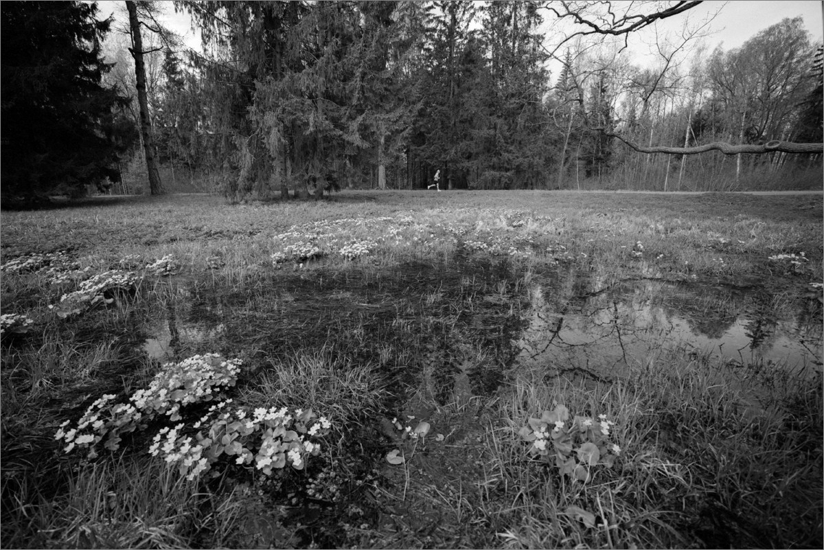 «***» раздел «Природный пейзаж». «Canon EOS 1 + Samyang 14mm/2.8 + Rollei Retro 80S. СПб, 2026г.»