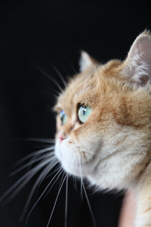 Кошка,,
