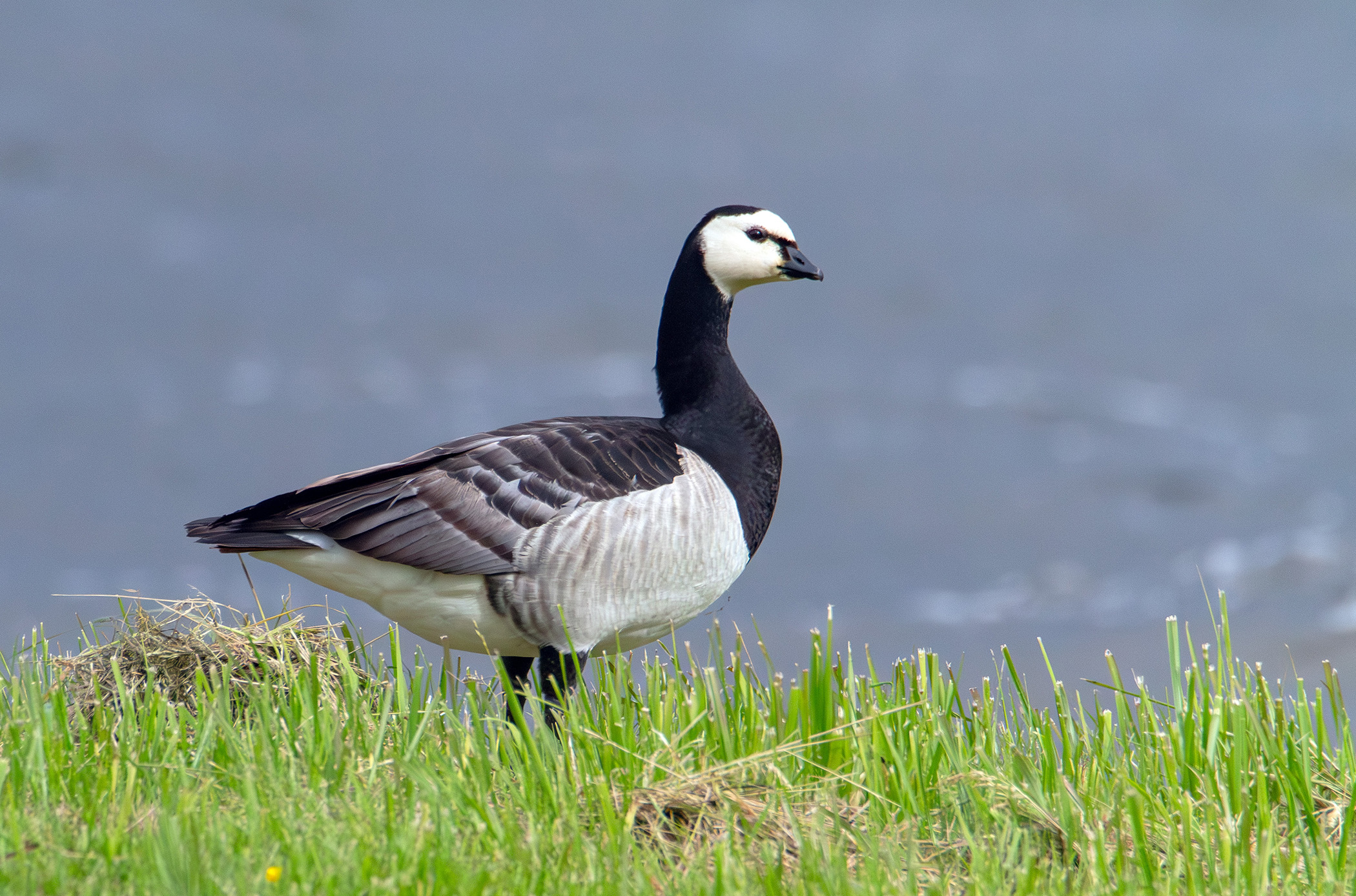 Позирование. раздел ФотоОхота. Белощёкая казарка (Branta leucopsis). Национальный парк "Браславские озера". Беларусь.