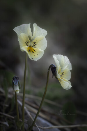 Два взгляда...