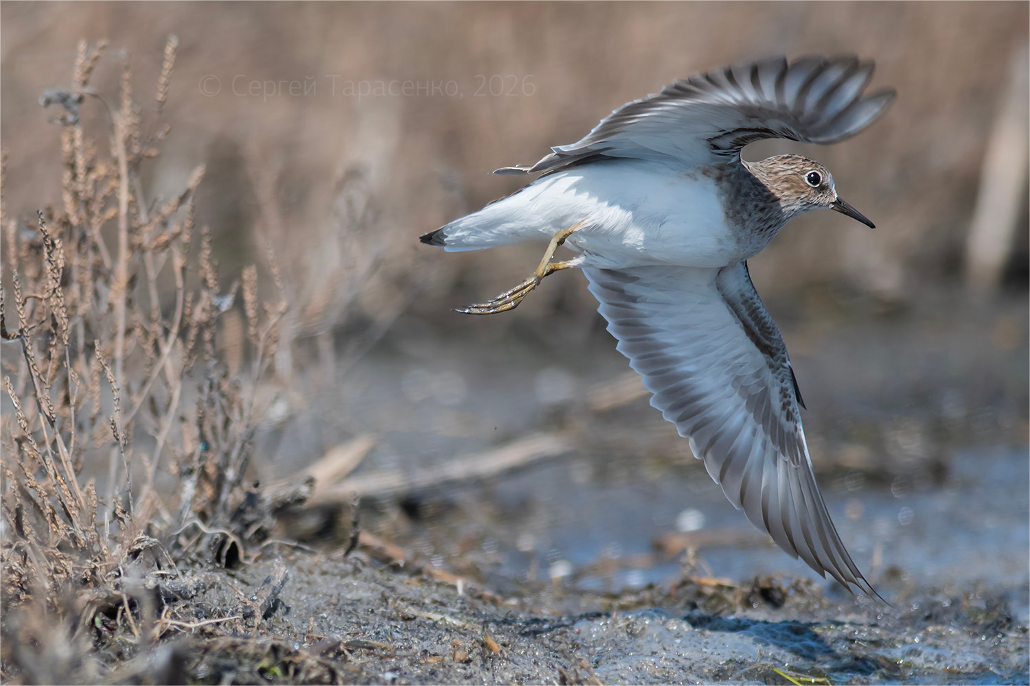 *. раздел ФотоОхота. Куличок Белохвостый песочник (Calidris temminckii). Май, 12:48.
