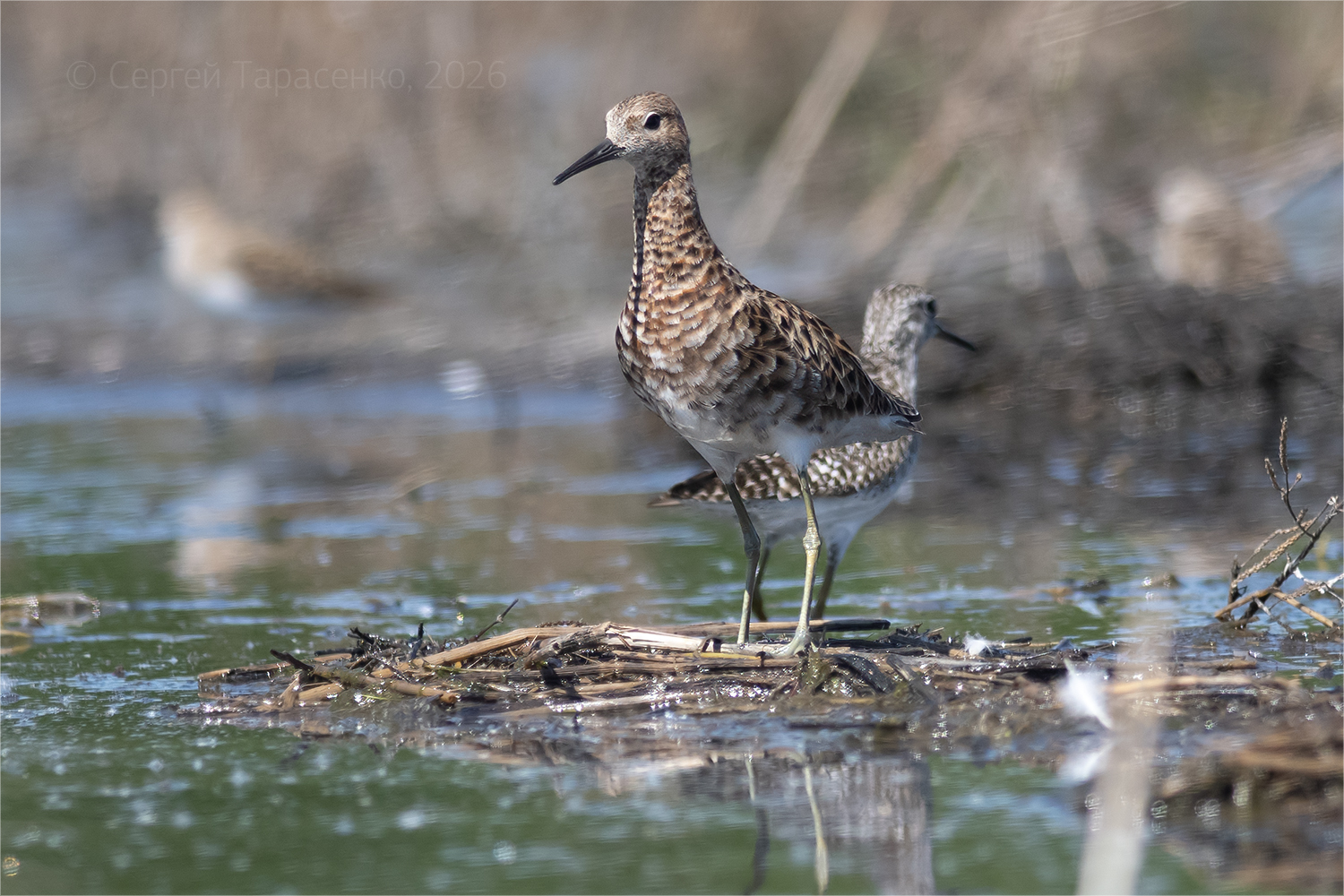 «*» раздел «ФотоОхота». «Турухтан (Calidris pugnax). Май, 9:31.»