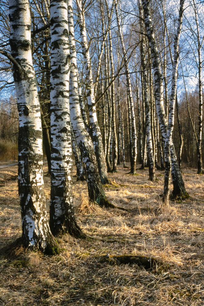 SAM_4861. раздел Природный пейзаж. Nikon FM2Fuji Provia 100F