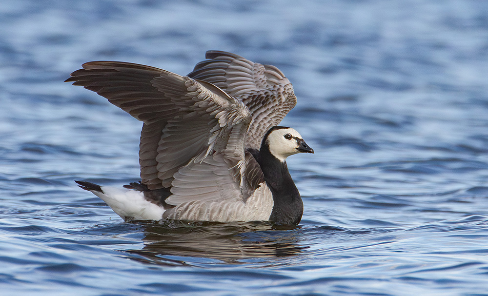 Взмах. раздел ФотоОхота. Белощёкая казарка (Branta leucopsis). Национальный парк "Браславские озера". Беларусь.