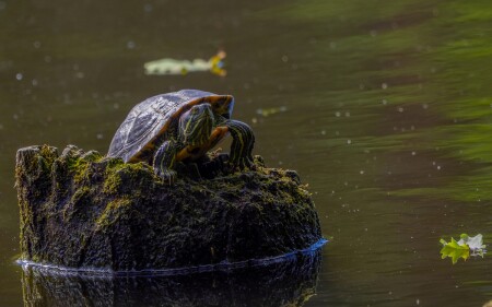 Красноухая пресноводная черепаха