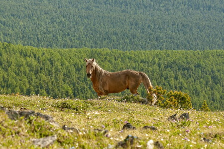 вольный скакун