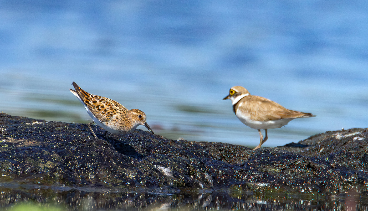 «Кулики» раздел «ФотоОхота». «Белохвостый песочник (Calidris temminckii) слева и малый зуек (Charadrius dubius). Национальный парк "Браславские озера". Беларусь.»