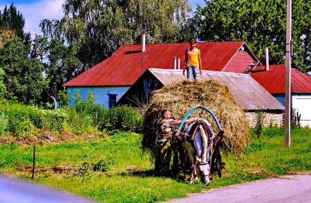 Сенокос.