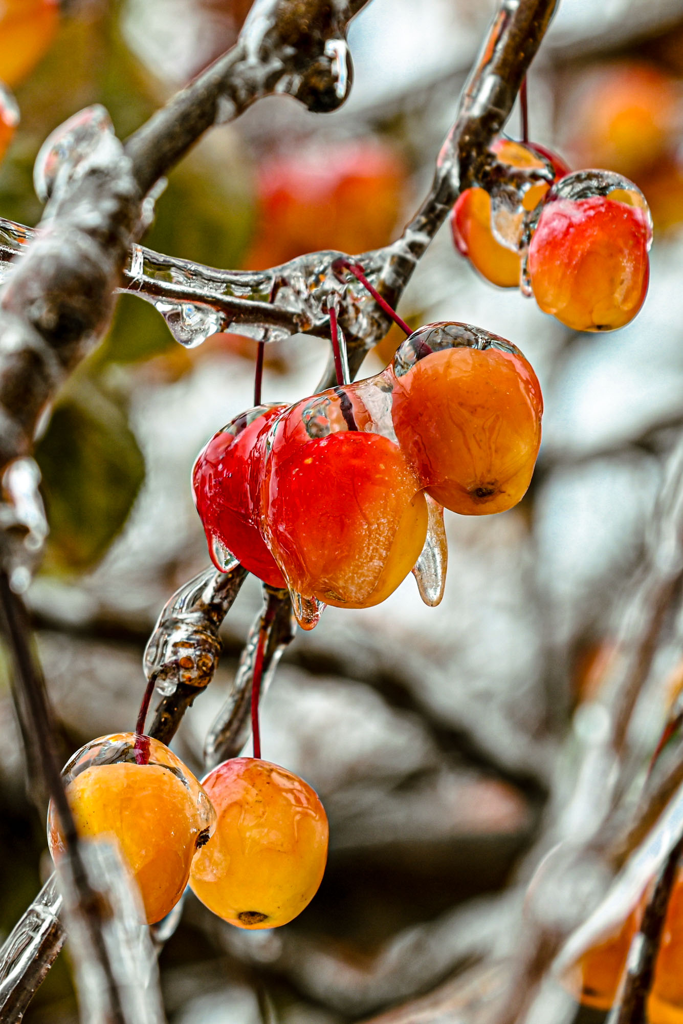 «ice apples» раздел «Цветы. Флора. Грибы». «»