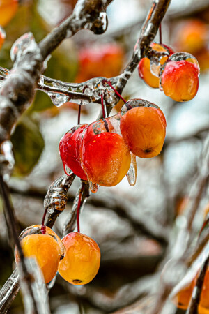 ice apples