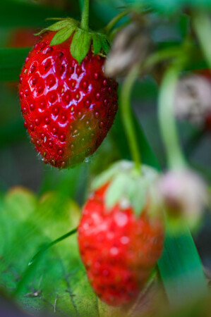  strawberry