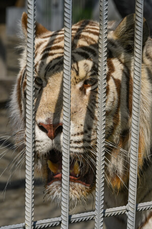 white tiger