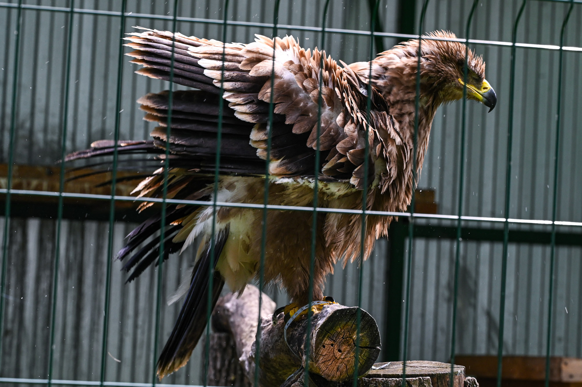 and flew away.... раздел Животные