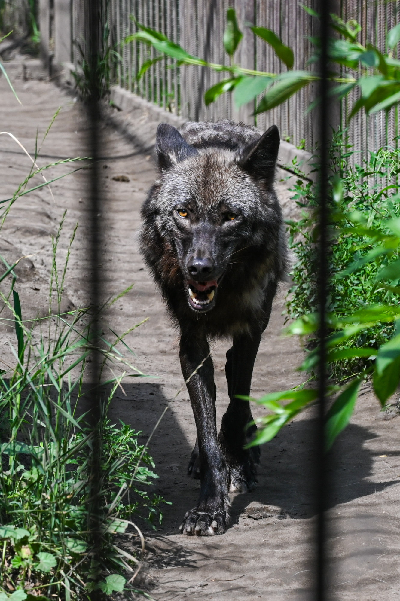 «wolf» раздел «Животные». «»
