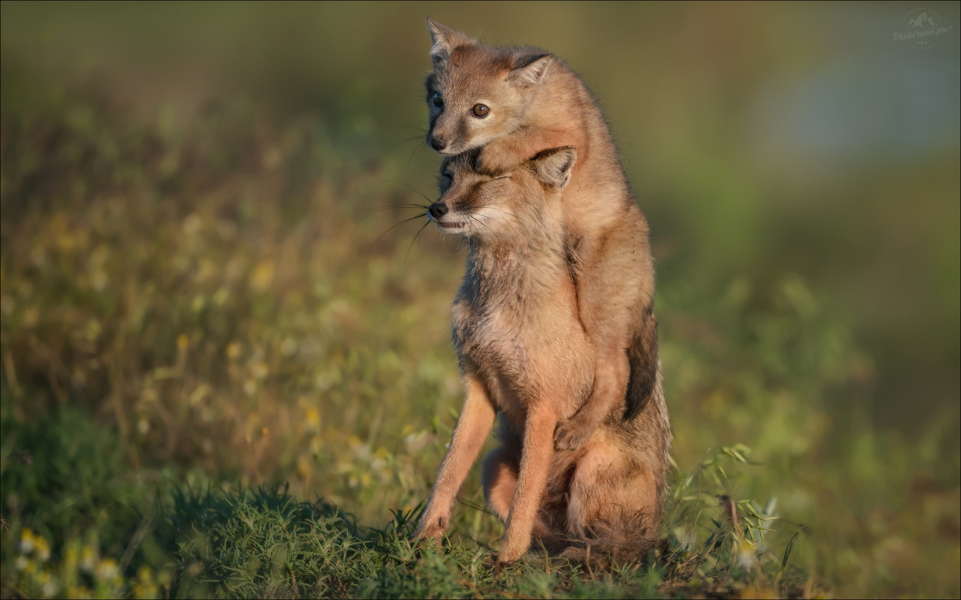 Жмурки. раздел ФотоОхота. Продолжение историй из жизни калмыцких корсаков ..Окрестности оз.Маныч.(с) phototravel.pro