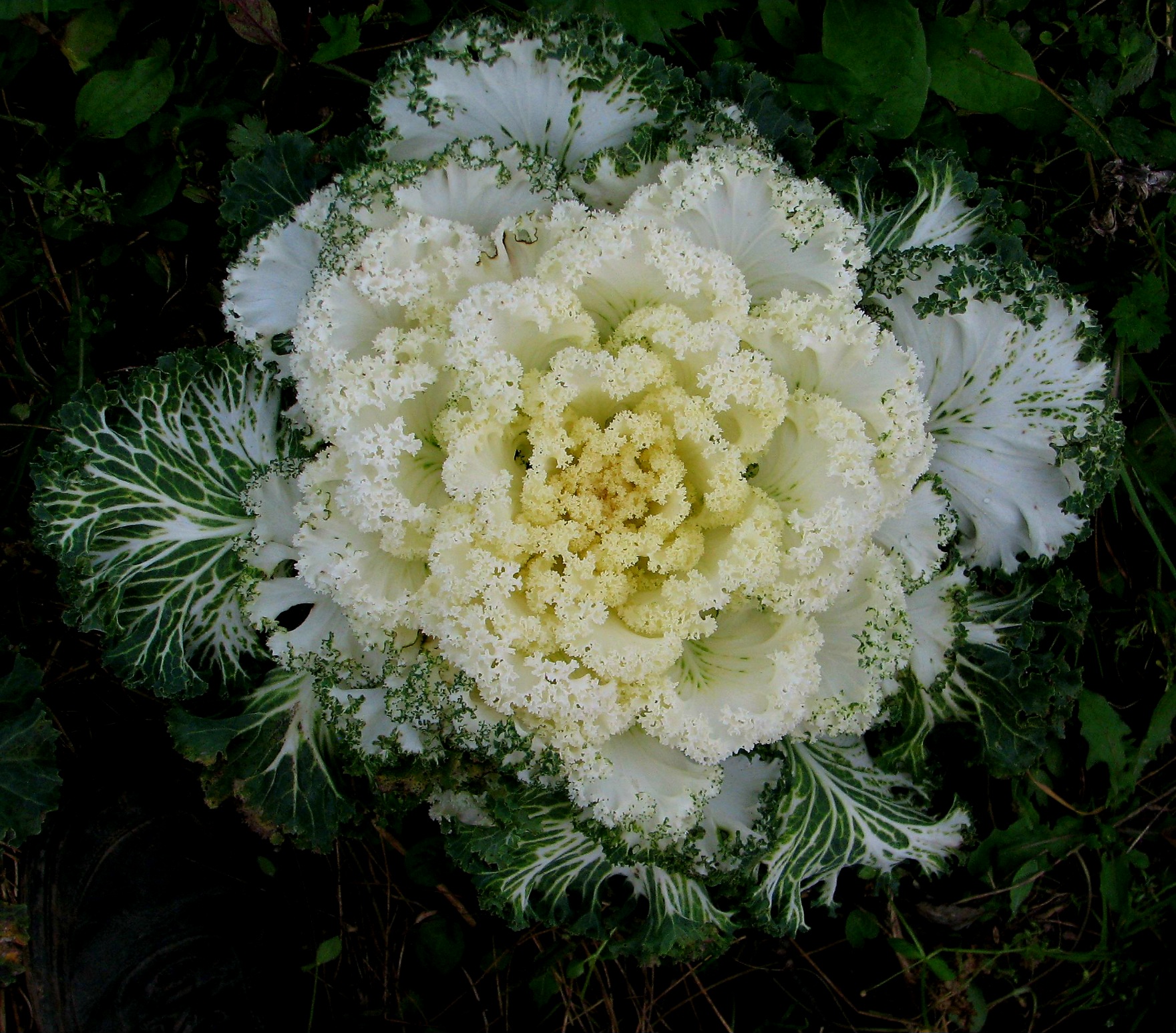 Brassica oleracea. раздел Цветы. Флора. Грибы