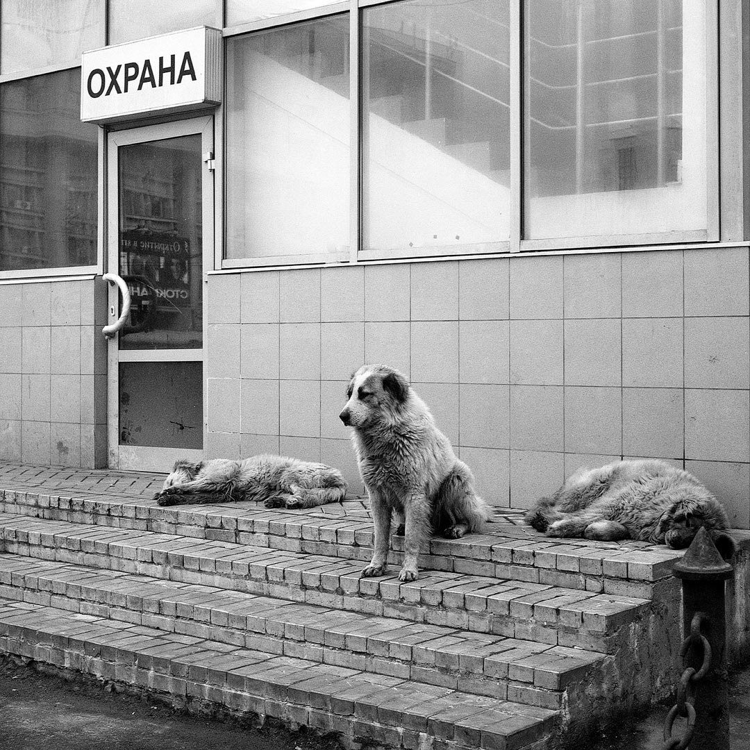 Посменная работа. раздел Городской пейзаж, Жанр, Домашние животные. Коль сегодня день собак...Москва, 2004 г. На фото самострой - торговые ларьки у м.Тургеневская. Были снесены в "ночь длинных ковшей".