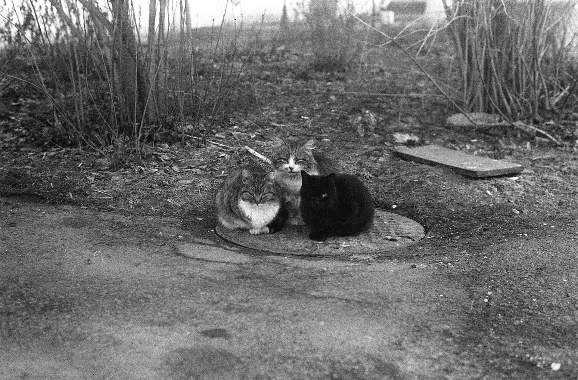 Дворовые котейки греются. раздел Животные. Nikon FM2 Tasma-42