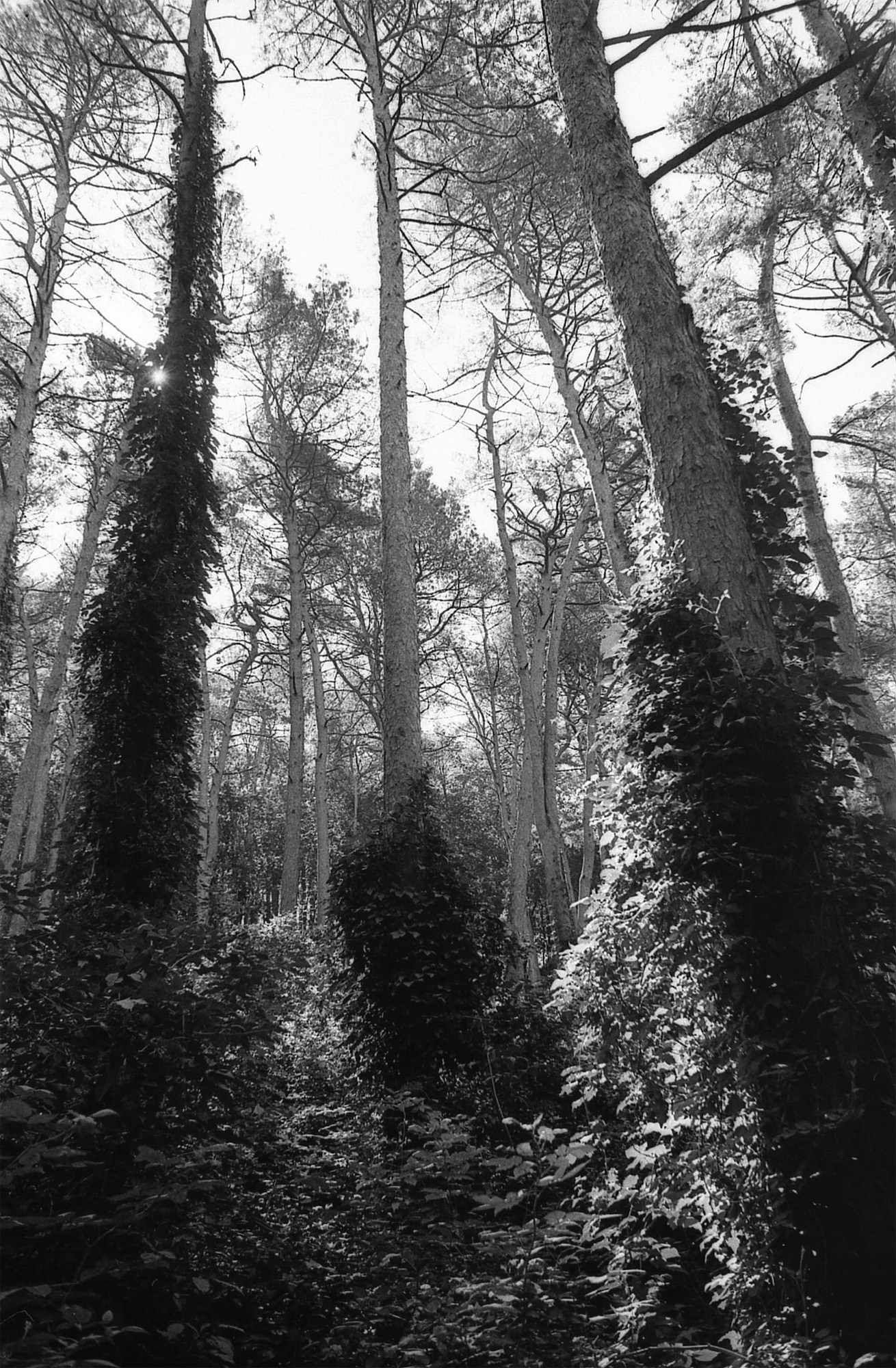 «Парк в Кисловодске» раздел «Природный пейзаж». «Pentax Spotmatic Tasma-42 Takumar 28/3.5Кисловодск»
