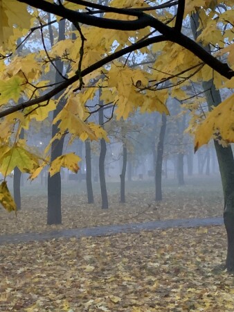Осеннее утро