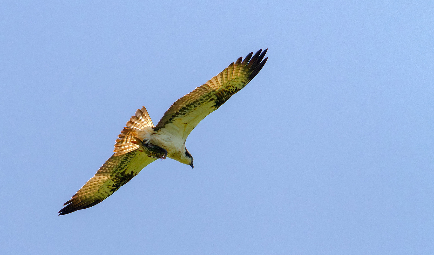Добытчик. раздел ФотоОхота. Скопа (Pandion haliaetus), самец.Национальный парк "Браславские озера". Беларусь.