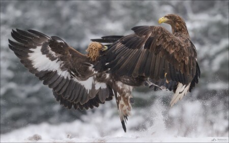 FIGHT!