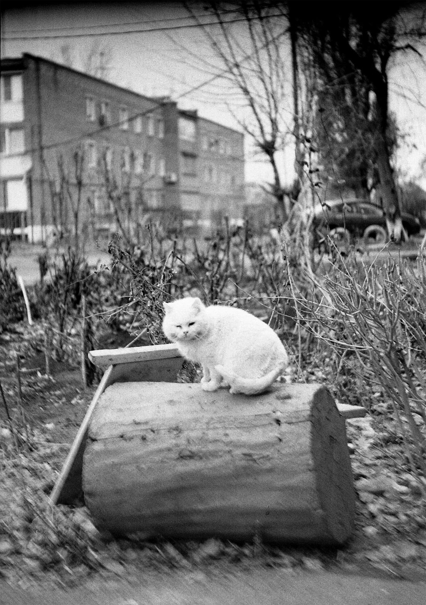 «Котейка» раздел «Домашние животные». «У этой старой камеры и объектива есть свой неповторимый почерк…2021 год Зоркий 1 (1954 год выпуска) Тасма-42»