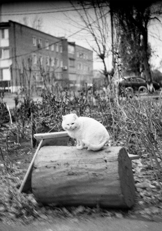 Котейка