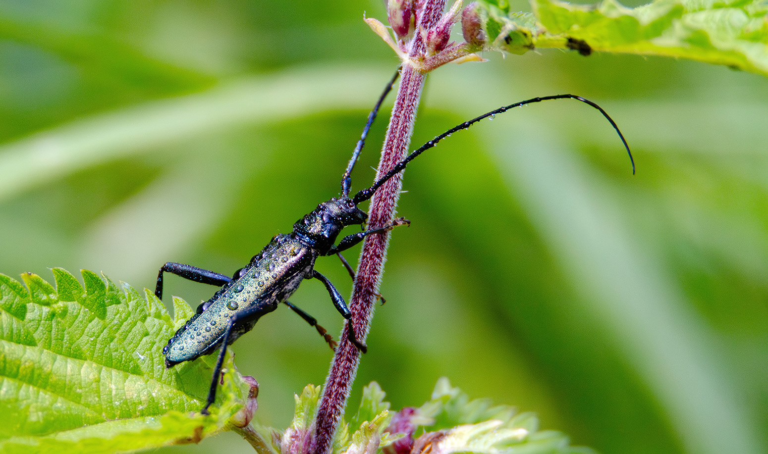 Усатый. раздел Макро. Мускусный усач (Aromia moschata). Национальный парк "Браславские озера". Беларусь.