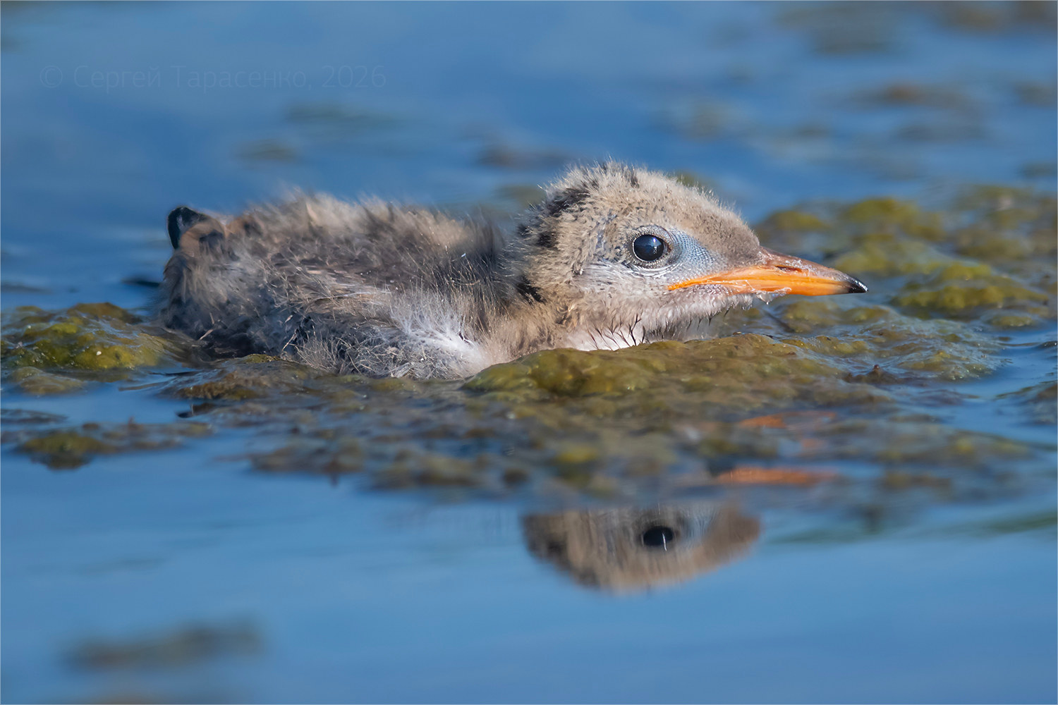 *. раздел ФотоОхота. Птенец речной крачки (Sterna hirundo). Июнь, 8:11.