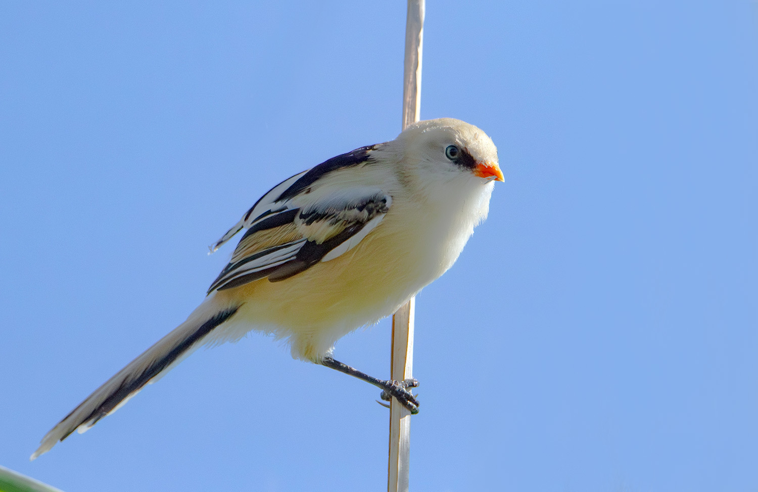 «Слеток» раздел «ФотоОхота». «Усатая синица (Panurus biarmicus), молодая птица. Национальный парк "Браславские озера". Беларусь.»