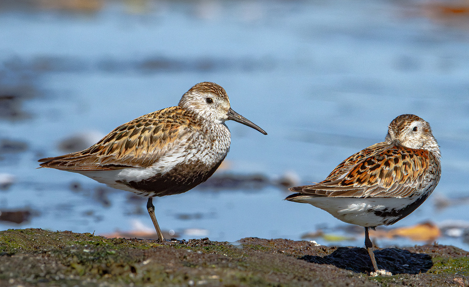 Одноножки. раздел ФотоОхота. Чернозобики (Calidris alpina). Национальный парк "Браславские озера". Беларусь.